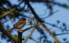 David Plant Photography - Wildlife Photographer - Brambling male - E